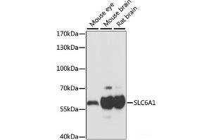 Western blot analysis of extracts of various cell lines using SLC6A1 Polyclonal Antibody at dilution of 1:1000. (SLC6A1 antibody)