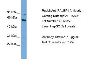 WB Suggested Anti-RALBP1  Antibody Titration: 0.