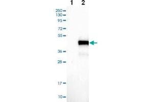 Western blot analysis of Lane 1: Negative control (vector only transfected HEK293T lysate) Lane 2: Over-expression Lysate (Co-expressed with a C-terminal myc-DDK tag (~3. (BCL7A antibody)