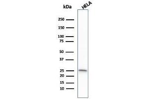 Western Blot Analysis of HeLa cell lysate using GSTM1 Mouse Monoclonal Antibody (GSTMu1-3). (GSTM1 antibody)