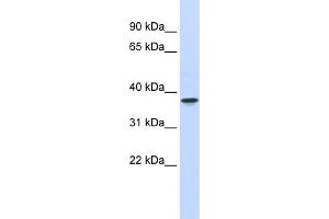 WB Suggested Anti-THOC6 Antibody Titration:  0. (THOC6 antibody  (Middle Region))