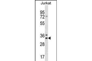 DNAJC9 Antibody (N-term) (ABIN656862 and ABIN2846067) western blot analysis in Jurkat cell line lysates (35 μg/lane). (DNAJC9 antibody  (N-Term))
