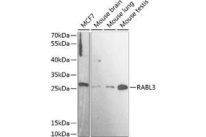 Western blot analysis of extracts of various cell lines, using R antibody (ABIN7269787) at 1:3000 dilution. (RABL3 antibody  (AA 1-236))
