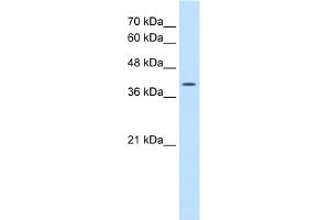 WB Suggested Anti-WNT2B Antibody Titration:  0.