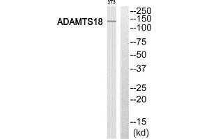 Western Blotting (WB) image for anti-ADAM Metallopeptidase with thrombospondin Type 1 Motif, 18 (ADAMTS18) (C-Term) antibody (ABIN1850694)