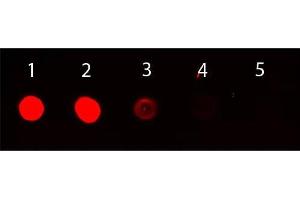Dot Blot of Rabbit anti-Mouse IgG (gamma chain) Antibody Rhodamine Conjugated.