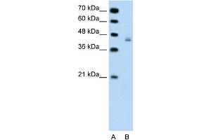 WB Suggested Anti-DHX30 Antibody Titration:  0.