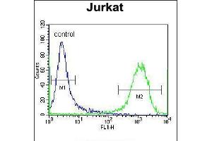 Flow cytometric analysis of Jurkat cells (right histogram) compared to a negative control cell (left histogram). (ZSCAN2 antibody  (N-Term))