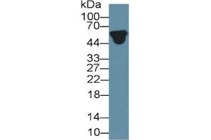 Rabbit Detection antibody from the kit in WB with Positive Control: Sample Human serum. (ORM1 ELISA Kit)
