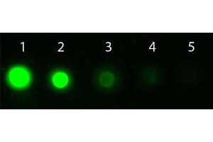 Dot Blot of AKT1 Allophycocyanin Conjugated Monoclonal Antibody. (AKT1 antibody  (Internal Region) (APC))