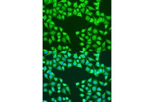 Immunofluorescence analysis of U2OS cells using EDIL3 antibody (ABIN7266904) at dilution of 1:100. (EDIL3 antibody  (AA 350-450))