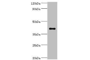 SULT2B1 antibody  (AA 1-365)