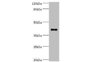 Western blot All lanes: Sulfotransferase family cytosolic 2B member 1 antibody at 4 μg/mL + MCF-7 whole cell lysate Secondary Goat polyclonal to rabbit IgG at 1/10000 dilution Predicted band size: 42, 40 kDa Observed band size: 42 kDa (SULT2B1 antibody  (AA 1-365))