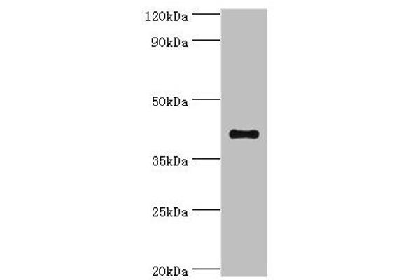 SULT2B1 抗体  (AA 1-365)