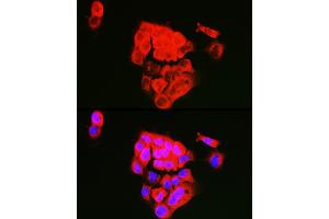 Immunofluorescence analysis of  cells using ECM1 Rabbit pAb (ABIN7267071) at dilution of 1:100 (40x lens). (ECM1 antibody  (AA 150-250))
