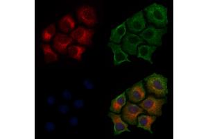 ABIN6255185 and ABIN6267483 staining HepG2 cells(30 min of 4uM Forskolin treatment) by IF/ICC. (IRS1 antibody  (pSer307))