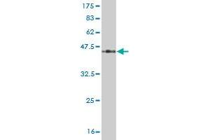 Western Blot detection against Immunogen (46.