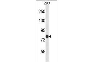 Western blot analysis in 293 cell line lysates (35ug/lane). (ACSL4 antibody  (N-Term))