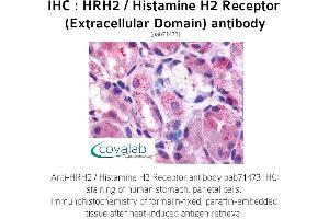 Image no. 1 for anti-Histamine Receptor H2 (HRH2) (3rd Extracellular Domain) antibody (ABIN1735573) (HRH2 antibody  (3rd Extracellular Domain))