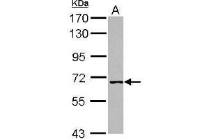 WB Image Sample (30 ug of whole cell lysate) A: A431 7. (WRNIP1 antibody  (C-Term))