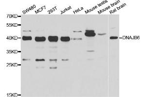 Western blot analysis of extracts of various cell lines, using DNAJB6 antibody.