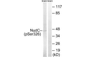 Western blot analysis of extracts from rat brain cells, using NudC (Phospho-Ser326) antibody. (NUDC antibody  (pSer326))