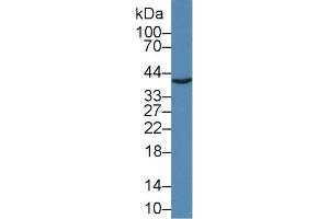 Detection of JAM2 in Mouse Placenta lysate using Polyclonal Antibody to Junctional Adhesion Molecule 2 (JAM2)