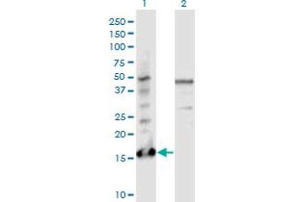 Parathymosin antibody  (AA 1-102)