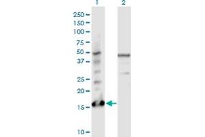 Western Blot analysis of PTMS expression in transfected 293T cell line by PTMS monoclonal antibody (M17), clone 3H5. (Parathymosin antibody  (AA 1-102))
