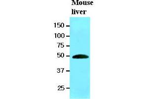 Western Blotting (WB) image for anti-Ribonuclease/angiogenin Inhibitor 1 (RNH1) (AA 7-461) antibody (ABIN400853) (RNH1 antibody  (AA 7-461))