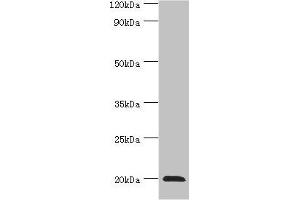 Western blot All lanes: Heat shock protein beta-2 antibody at 3 μg/mL + Mouse skeletal muscle tissue Secondary Goat polyclonal to rabbit IgG at 1/10000 dilution Predicted band size: 20 kDa Observed band size: 20 kDa (HSPB2 antibody  (AA 1-182))