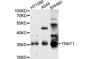 Western blot analysis of extracts of various cell lines, using TNNT1 antibody (ABIN5999082) at 1/1000 dilution. (TNNT1 antibody)