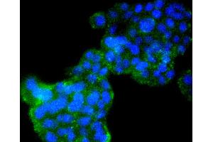 PC12 cells were stained with Cyclin B2 (2F4) Monoclonal Antibody  at [1:200] incubated overnight at 4C, followed by secondary antibody incubation, DAPI staining of the nuclei and detection. (Cyclin B2 antibody)