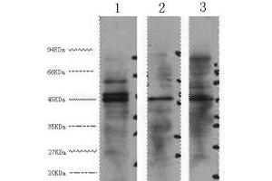 Western Blot analysis of 1) Hela, 2) Jurkat, 3) 293T cells using ENO2 Monoclonal Antibody at dilution of 1:3000. (ENO2/NSE antibody)