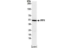 Western Blotting (WB) image for anti-Interferon Regulatory Factor 8 (IRF8) (AA 374-424) antibody (ABIN7451819) (IRF8 antibody  (AA 374-424))
