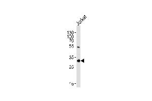 EXOSC2 Antibody (N-term) (ABIN1881328 and ABIN2843634) western blot analysis in Jurkat cell line lysates (35 μg/lane).
