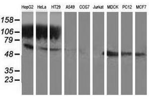 Image no. 2 for anti-Glutathione Synthetase (GSS) antibody (ABIN1498538) (Glutathione Synthetase antibody)