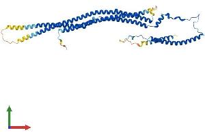 AlphaFold protein structure predicition of Human Recombinant SRGAP2C Protein, UniprotID P0DJJ0 (SLIT-ROBO rho GTPase Activating Protein 2C (SRGAP2C) (AA 1-459) protein (His tag))