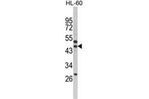 Western blot analysis of SERPINB7 Antibody (Center) in HL-60 cell line lysates (35ug/lane). (SERPINB7 antibody  (Middle Region))