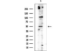 anti-HERV-H LTR-Associating 2 (HHLA2) antibody