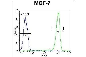 RABG Antibody (N-term) 0460a flow cytometric analysis of MCF-7 cells (right histogram) compared to a negative control cell (left histogram). (RABGAP1 antibody  (N-Term))