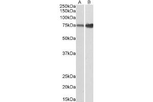 ABIN2560798 (0. (XPNPEP1 antibody  (C-Term))