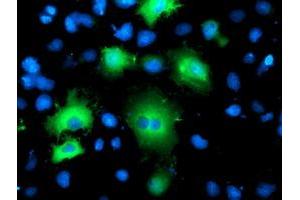 Anti-BAIAP2 mouse monoclonal antibody (ABIN2454654) immunofluorescent staining of COS7 cells transiently transfected by pCMV6-ENTRY BAIAP2 (RC214570). (BAIAP2 antibody)