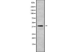 Western blot analysis of PDCD2 using LOVO whole cell lysates (PDCD2 antibody  (N-Term))
