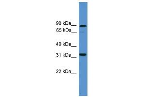 WB Suggested Anti-ATOH8 Antibody Titration:  0. (ATOH8 antibody  (C-Term))