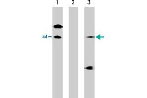 Western blot analysis of lysates of McA-RH7777 cells transfected with full length human S1PR1 protein using S1PR1 polyclonal antibody  at 10 ug/mL (Lane 1), antibody preincubated with specific blocking peptide (Lane 2) and antibody preincubated with non-specific control peptide (Lane 3). (S1PR1 antibody  (C-Term))