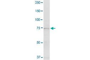 EXT1 antibody  (AA 1-746)