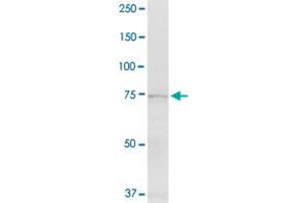 EXT1 antibody  (AA 1-746)