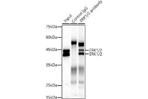 Immunoprecipitation analysis of 300 μg extracts of NIH/3T3 cells using 3 μg ERK1/2 antibody (ABIN7268620). (ERK1 antibody)