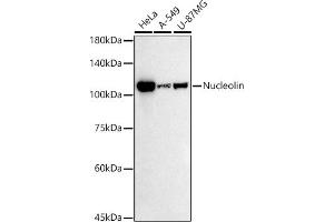 Western blot analysis of extracts of various cell lines, using Nucleolin antibody (ABIN7269035) at 1:500 dilution. (Nucleolin antibody)